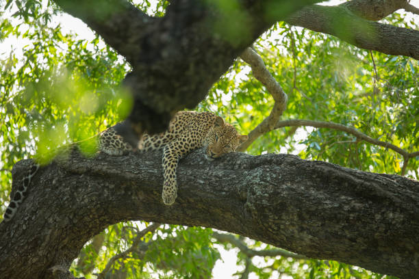 istock A beautiful male leopard resting in a tree 1217788149