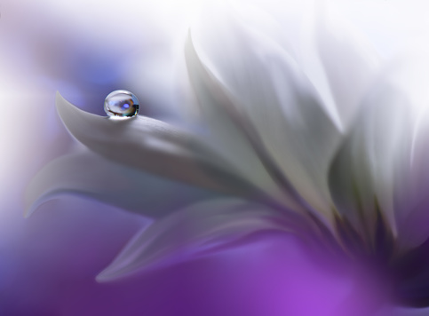 Nature,Flower,Drop,Water,Floral