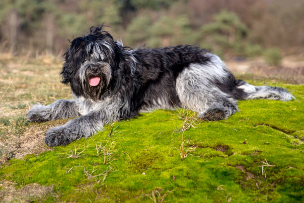 istock Cute Dutch sheepdog resting on green moss 1217789553