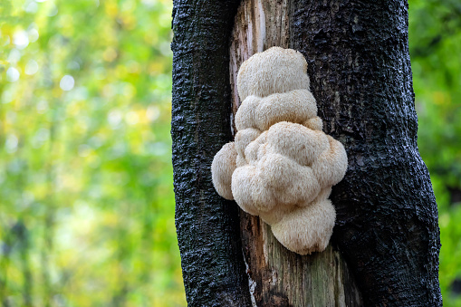 Lions mane mushroom on tree bark