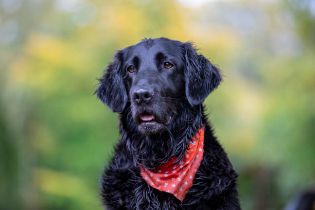Portrait of Flat-coated Retriever with red scarf on blurred natural background stock photo