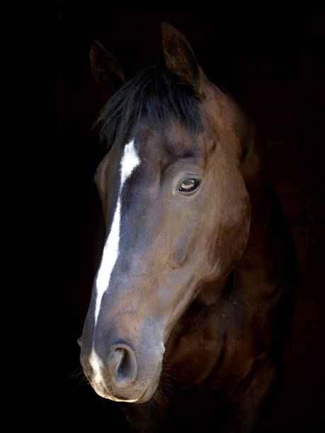 istock Beautiful Horse Head Shot 1217790891