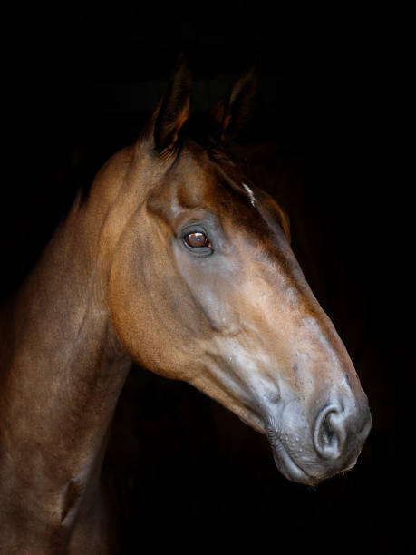istock Beautiful Horse Head Shot 1217790898