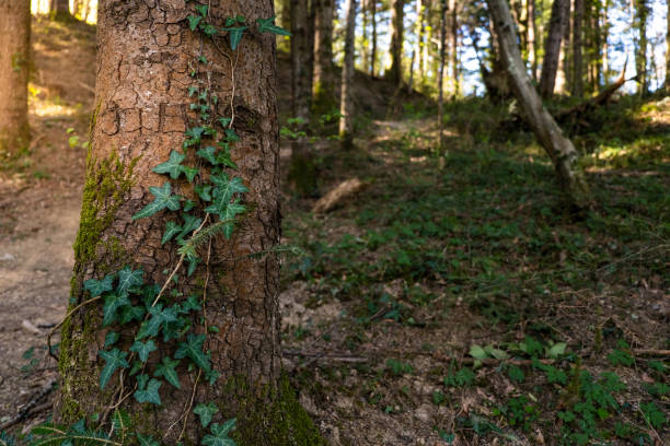 Ivy Close Up grows through a tree in the forest