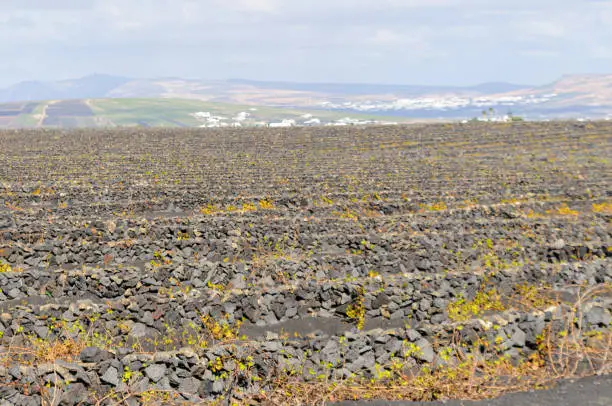Terraced vineyard with walls made from lavarock in Lanzarote