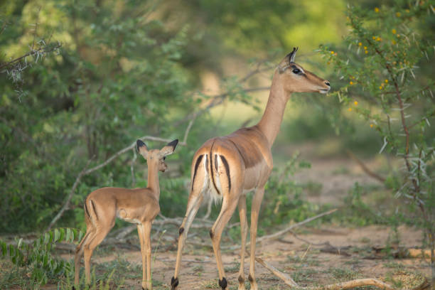 istock A baby impala with its mother 1217792297