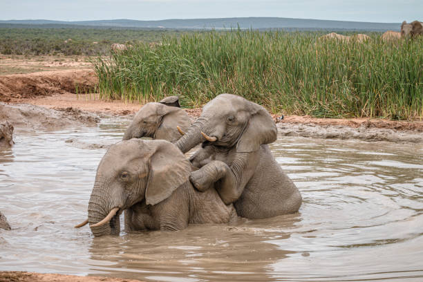 Close-up of African Elephants (Loxdonta) playing in the water of a waterhole in the heat of summer in the Addo Elephant National Park in South Africa