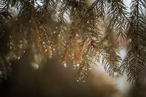 Pine after the rain vintage lens rendering
