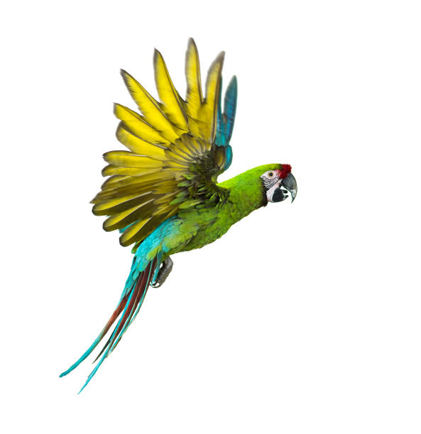 istock Military macaw, Ara militaris, flying, isolated on white 1217794273