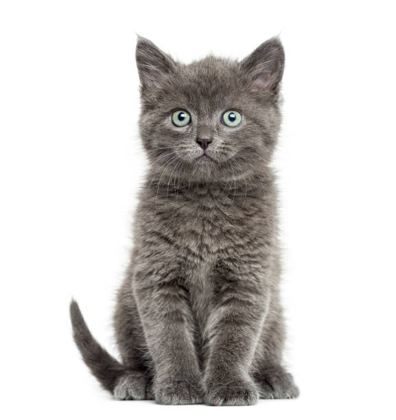 istock Grey kitten British Shorthair sitting, 7 weeks old, isolated on white 1217794322