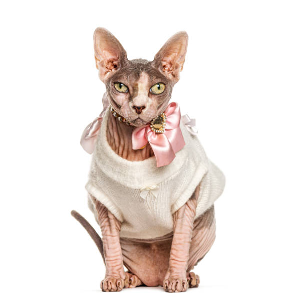 istock Sphynx cat dressed-up pink, isolated on white 1217794511