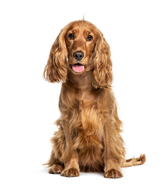 istock Panting English cocker spaniel sitting, isolated on white 1217794580