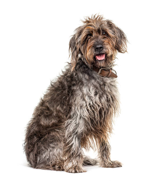 Sitting brown Shaggy Korthals Griffon dog, isolated on white Sitting brown Shaggy Korthals Griffon dog, isolated on white shaggy fur stock pictures, royalty-free photos & images