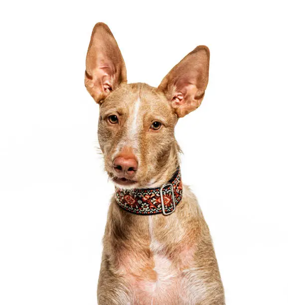 Headshot of a Podenco, isolated on white
