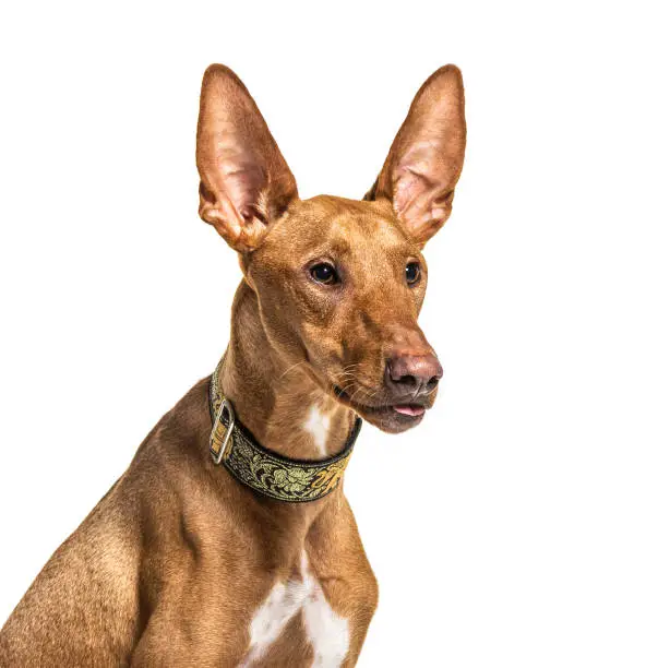 Close-up on a Podenco, isolated on white