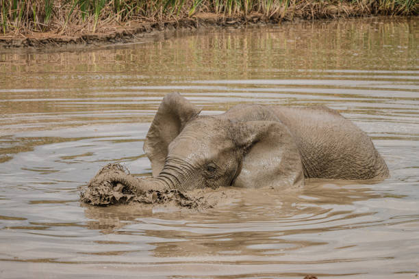 istock Single African Elephant playing in the water 1217796024