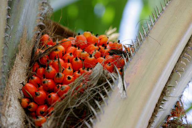 plantación de palma aceite para la extracción de aceite - akara fotografías e imágenes de stock