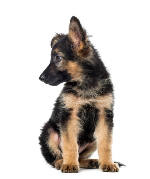 istock Puppy German Shepherd sitting, 9 weeks old, isolated on white 1217797759