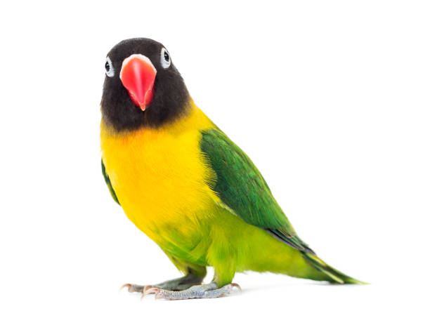 istock Yellow-collared lovebird watching the camera, isolated on white 1217797784