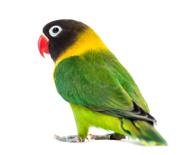 istock Yellow-collared lovebird, isolated on white 1217797958