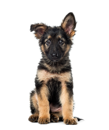 Puppy German Shepherd sitting, 9 weeks old, isolated on white