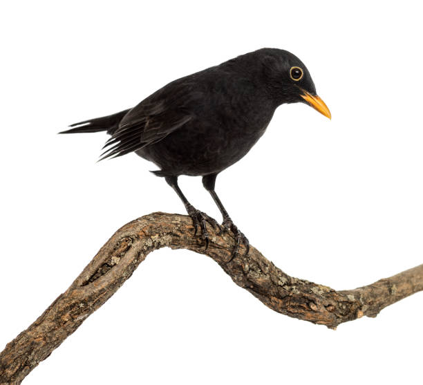 istock Turdus merula on a wood branch , isolated on white 1217797995
