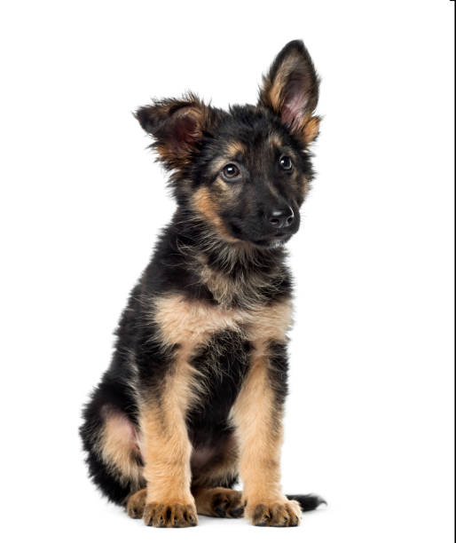 istock Puppy German Shepherd sitting, 9 weeks old, isolated on white 1217797997