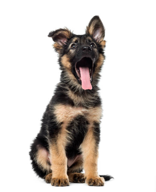 Puppy German Shepherd sitting and yawning, 9 weeks old, isolated on white