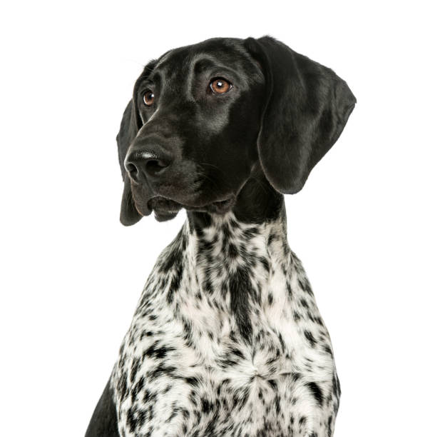 bir alman shorthaired pointer köpek yavrusu yakın çekim, 5 aylık, beyaz izole - alman kısa tüylü pointeri stok fotoğraflar ve resimler