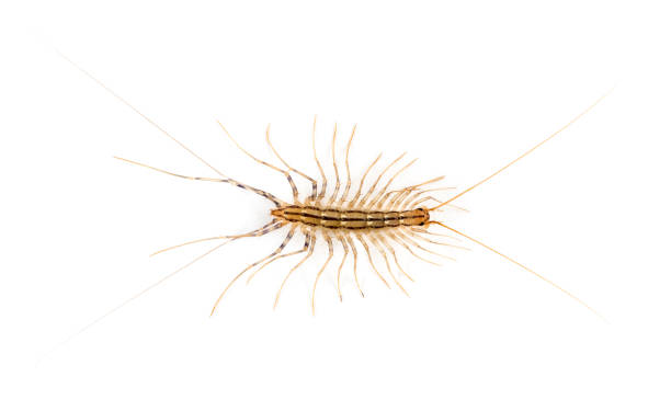 istock Yellowish-grey centipede, isolated on white 1217798580