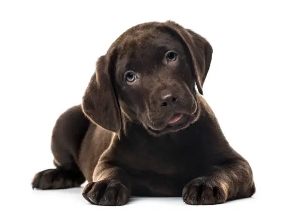 Photo of Puppy chocolate Labrador Retriever lying, 3 months old , isolated on white