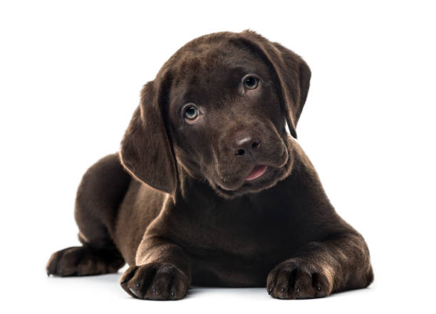 puppy chocolate labrador retriever lying, 3 months old , isolated on white - dog puppy lying down looking at camera imagens e fotografias de stock