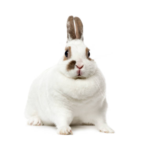 istock White Rabbit looking at the camera , isolated on white 1217798676
