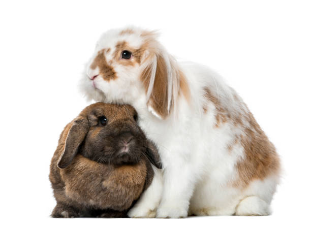 istock White and brown rabbits side by side , isolated on white 1217798706