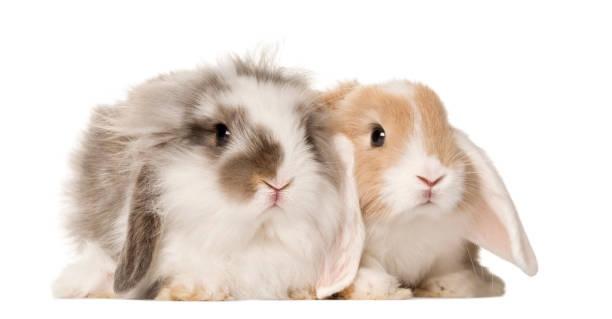 istock Two domestic rabbits side by side , isolated on white 1217798730