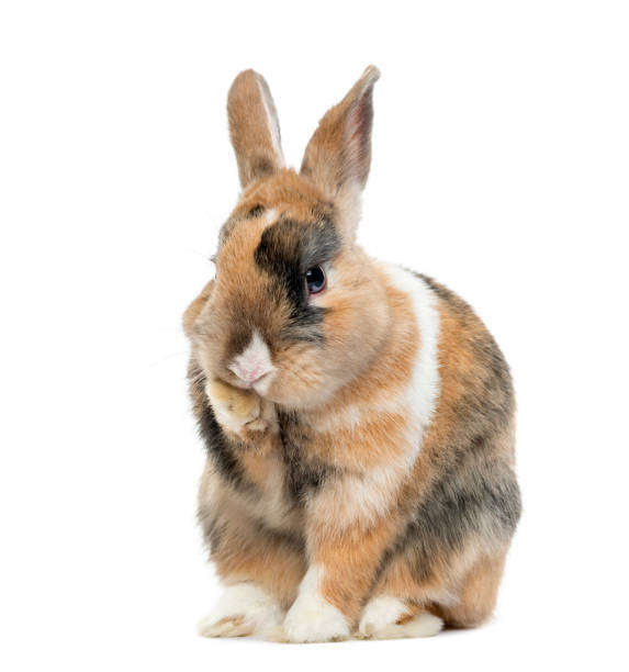 istock Multicolored Rabbit licking his paws, isolated on white 1217798735