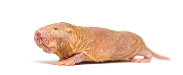 Naked Mole-rat, hairless rat, isolated on wihte