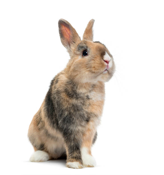 istock Multicolored Rabbit sitting, isolated on white 1217798851