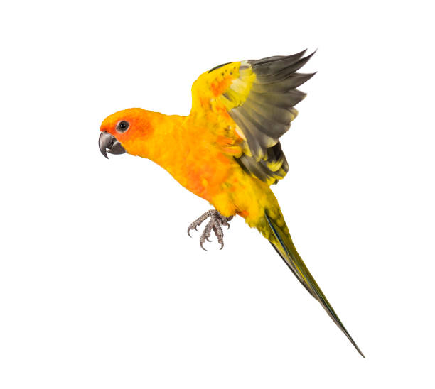 istock sun parakeet, bird, Aratinga solstitialis, flying, isolated 1217798865