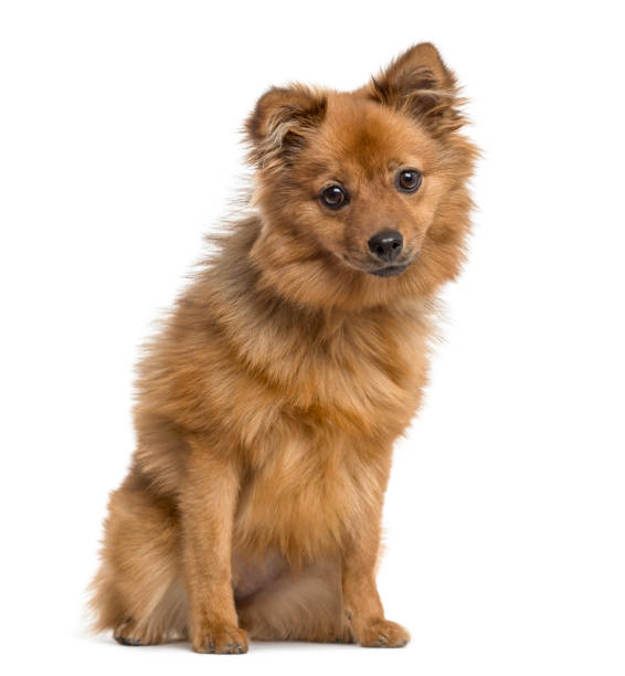 istock German Spitz puppy sitting, 6 months old, isolated on white 1217798920