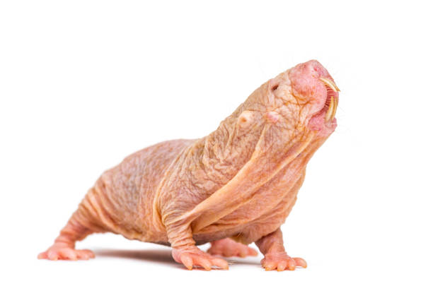 Naked Mole-rat, hairless rat, isolated on wihte Naked Mole-rat, hairless rat, isolated on wihte hairless animal photos stock pictures, royalty-free photos & images