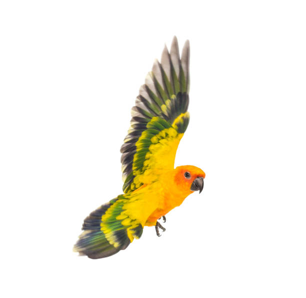 istock sun parakeet, bird, Aratinga solstitialis, flying, isolated 1217798996