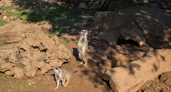 Two meerkats standing on a rock enjoying the warm sunlight.