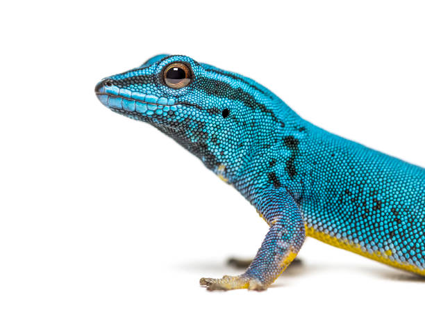 istock Electric blue gecko looking at the camera, Lygodactylus williamsi, isolated 1217799051
