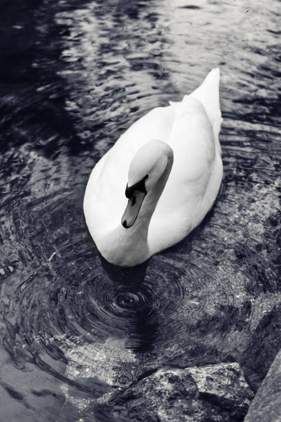 istock White mute swan floats on lake and circles on water surface 1217799224