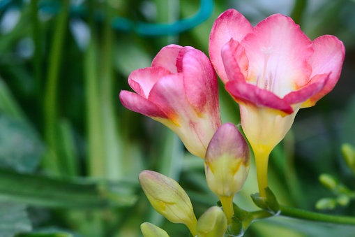 Closeup of a pink freesia branch that is about to bloom