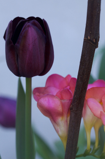 A dark purple tulip and a pink freesia in the background