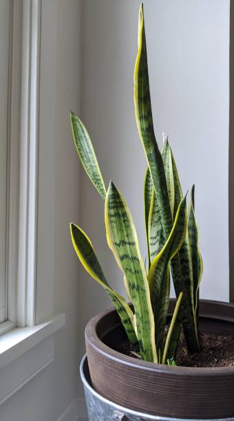 Snake plant in the morning light Potted snake plant in the morning light sanseveria trifasciata stock pictures, royalty-free photos & images