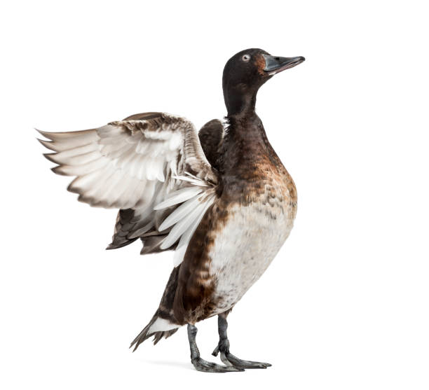 istock Baer's pochard spreading his wings, Duck, bird, isolated on white 1217801559