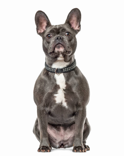 istock french bulldog sitting, isolated on white 1217801604